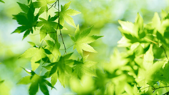 南浔古镇美食：实用指南